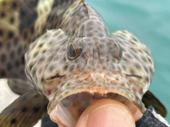 シロブチハタの釣果