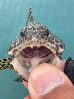 カンモンハタの釣果