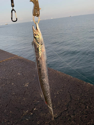 タチウオの釣果