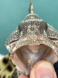 ホウセキハタモドキの釣果