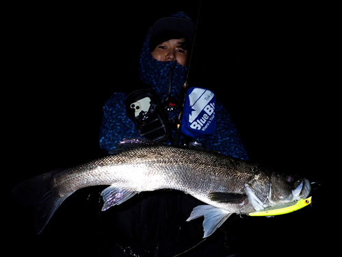 スズキの釣果