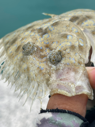 トゲダルマガレイの釣果