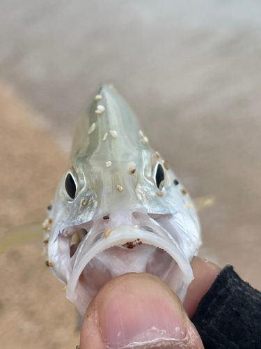 カスミアジの釣果