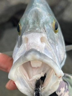 ナンヨウカイワリの釣果