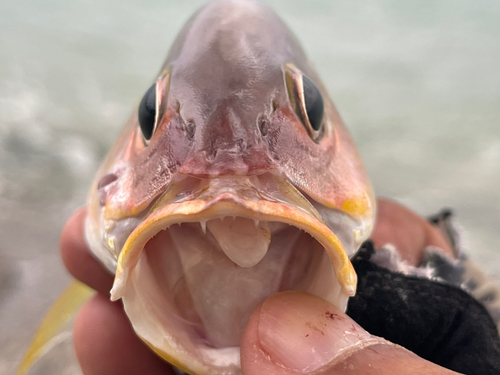 ニセクロホシフエダイの釣果