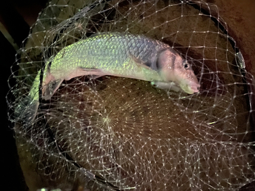 ニゴイの釣果