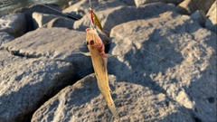 マハゼの釣果