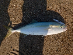 ハマチの釣果