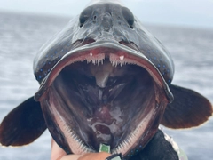 アオノメハタの釣果