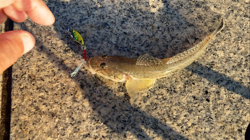 マハゼの釣果