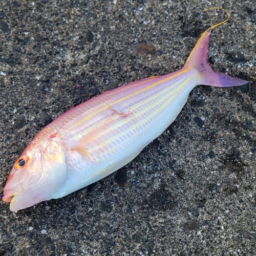 イトヨリダイの釣果