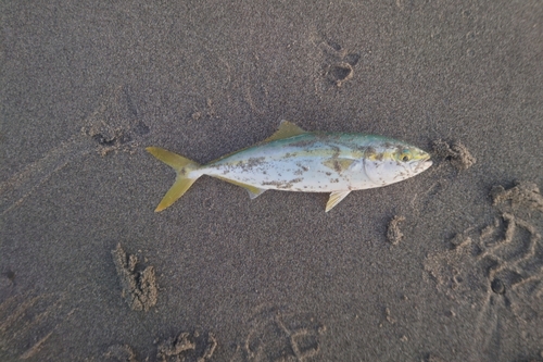 ワカシの釣果