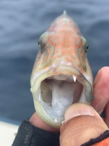 ホホスジモチノウオの釣果