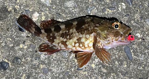 カサゴの釣果