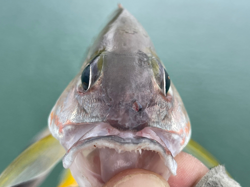 オキフエダイの釣果