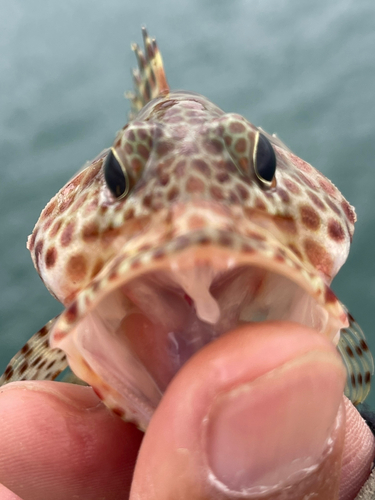 カンモンハタの釣果