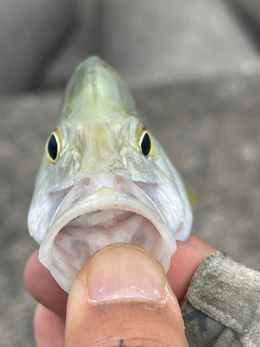 カスミアジの釣果