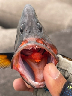 クロハタの釣果