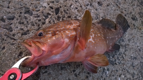 キジハタの釣果