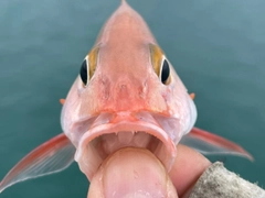 ヒメフエダイの釣果