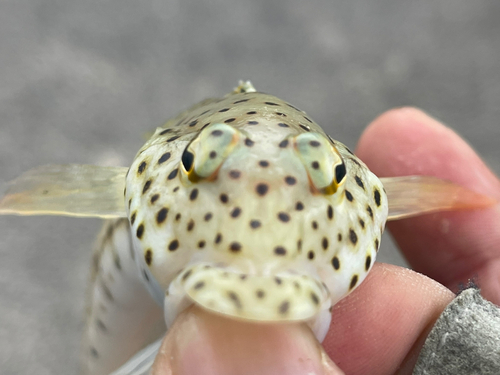 オグロトラギスの釣果