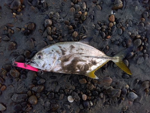 ギンガメアジの釣果