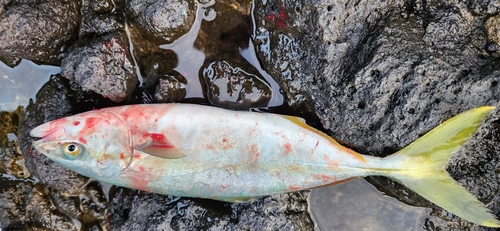 フクラギの釣果