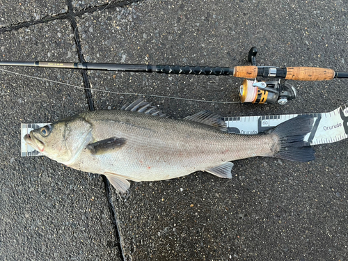 スズキの釣果