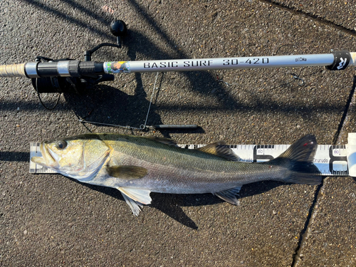 スズキの釣果