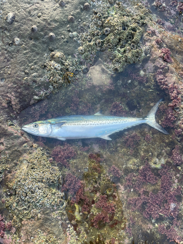 志賀島