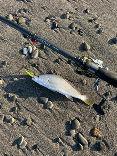 ニベの釣果