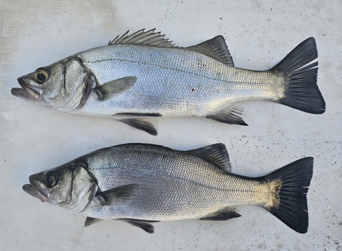 シーバスの釣果