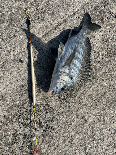 チヌの釣果