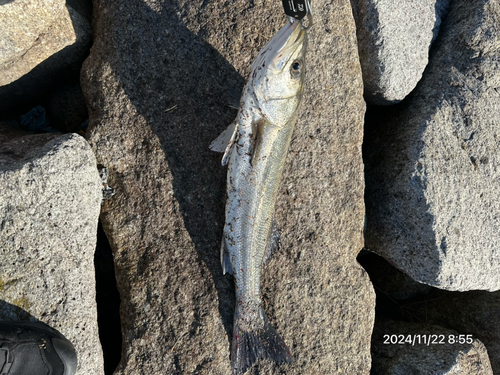 シーバスの釣果