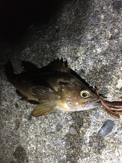 エゾメバルの釣果