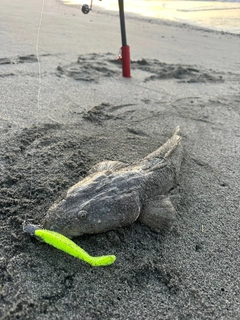 マゴチの釣果