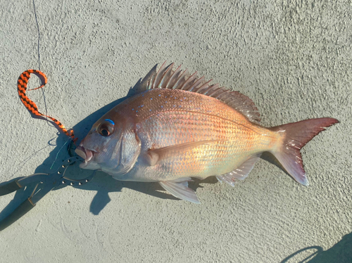 マダイの釣果