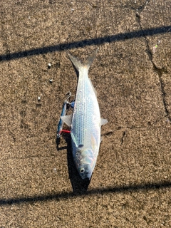 コノシロの釣果