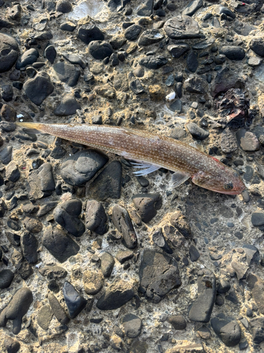 エソの釣果