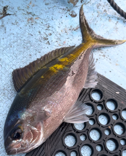 ウメイロの釣果