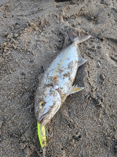 ショゴの釣果