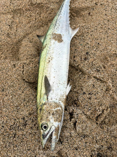 サゴシの釣果