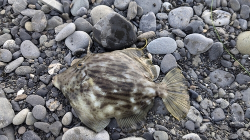 カワハギの釣果