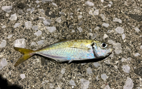 マアジの釣果