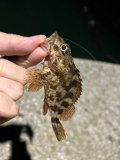 カサゴの釣果