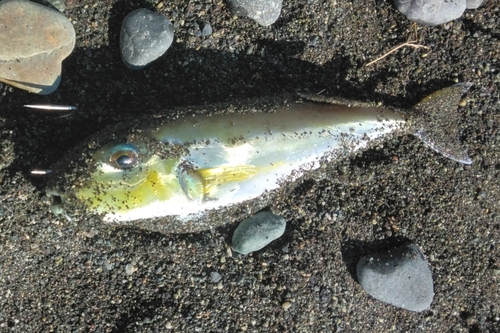 シロサバフグの釣果