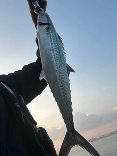 サゴシの釣果