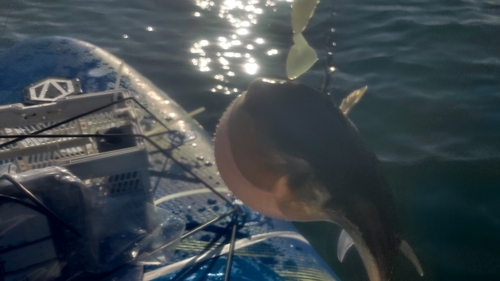 シロサバフグの釣果