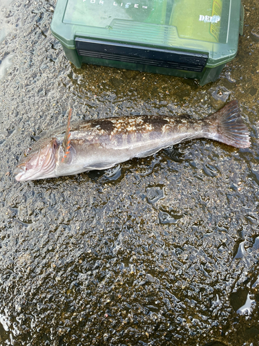 三陸海岸（岩手）