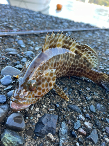 オオモンハタの釣果